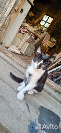 Котятки в добрые руки