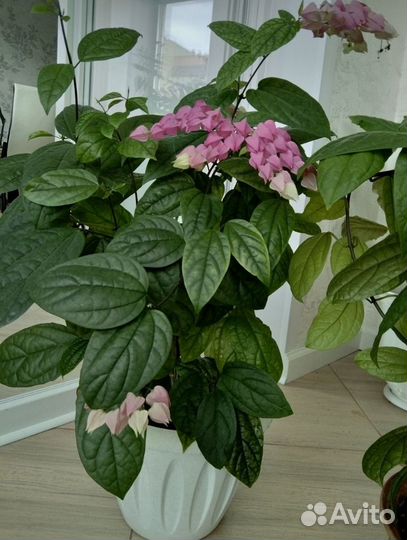 Комнатные большие цветы в горшках для дома и офиса