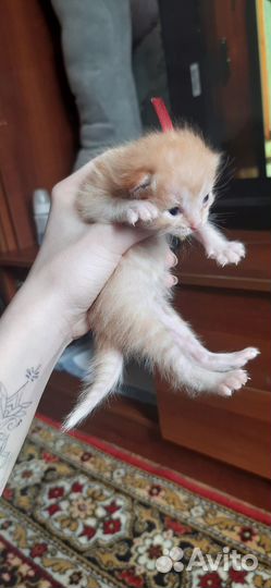 Домашние животные котята