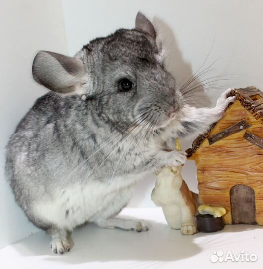 Стандарт бархатный девочка шиншилла