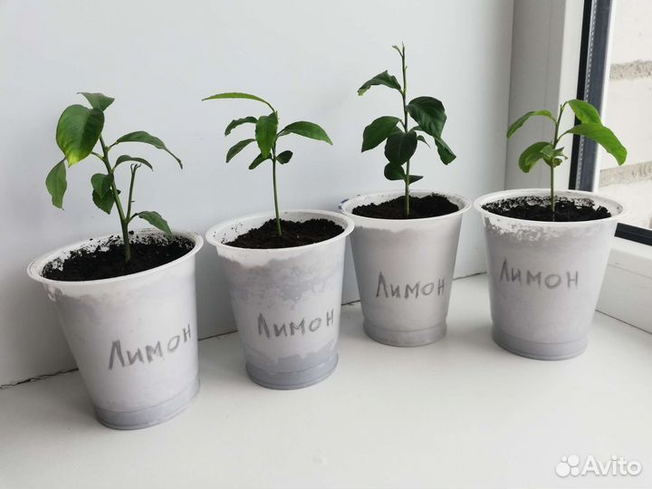 Мандарин Апельсин Грейпфрут Лимон Свити