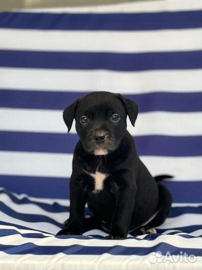 Щенки питбультерьера