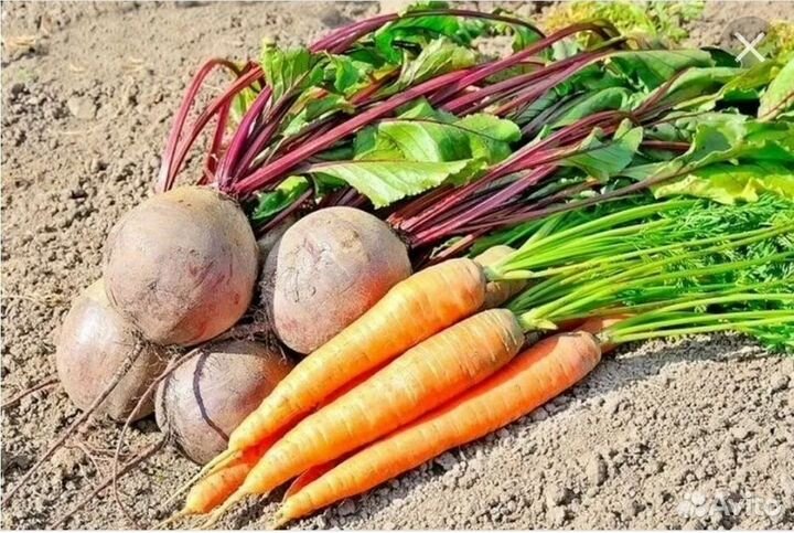 Морковь и свекла