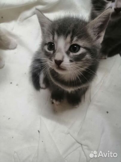 Кошка