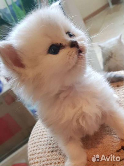 Котята персидской шиншилы