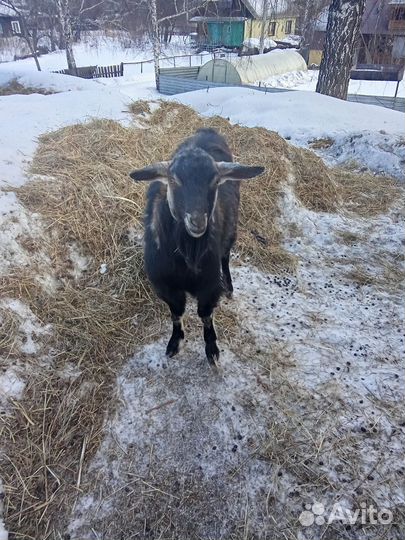 Продам козла 1,2 года и козлят,козочек 2 месяца