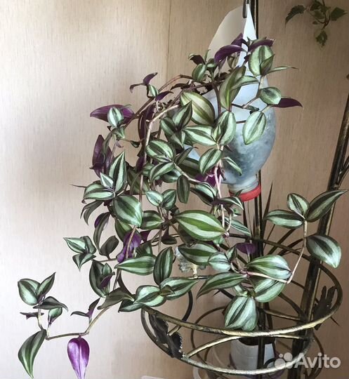 Традесканция зебрина