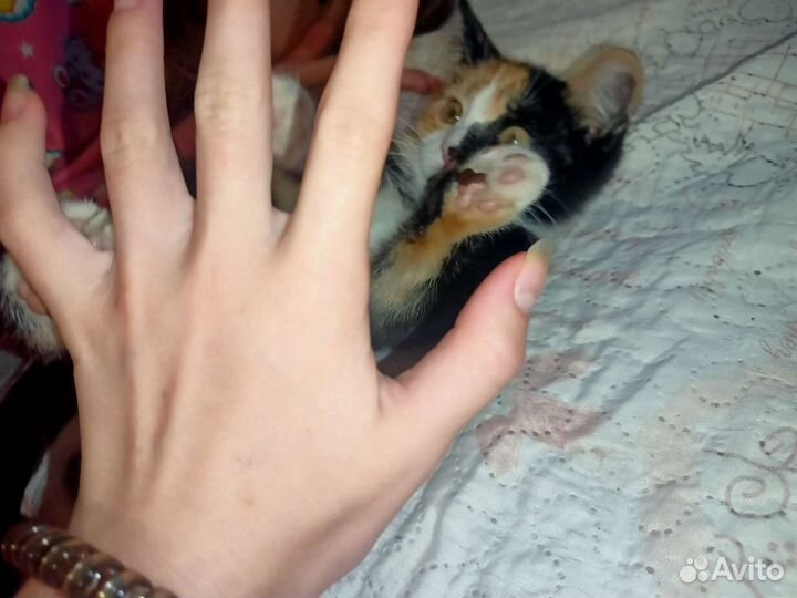 Трехцветный Котёнок(кошка)