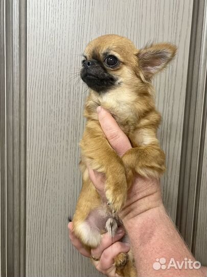 Щенки Чихуахуа
