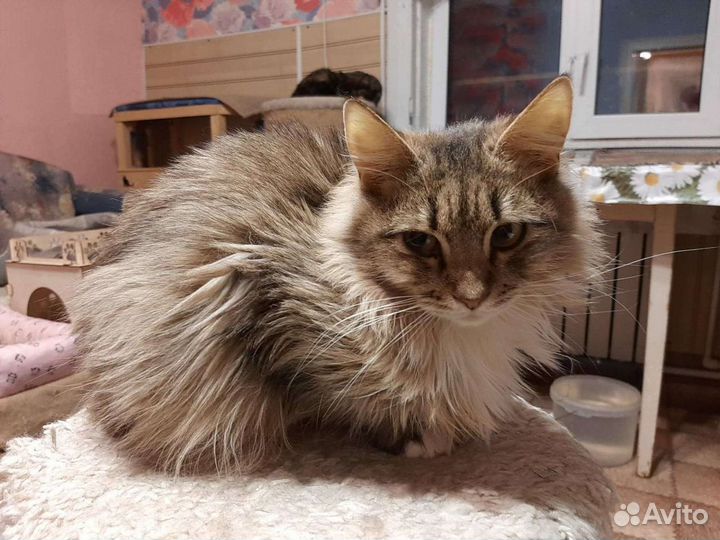 Ксюша ищет дом, стерилизована