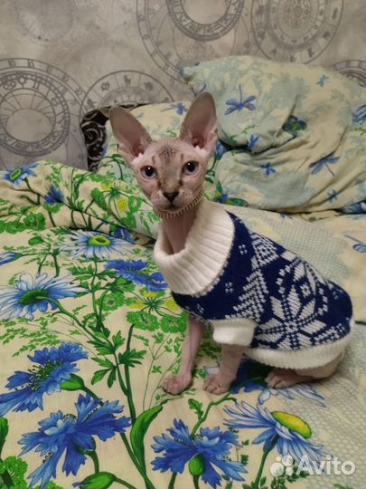 Передержка домашних животных