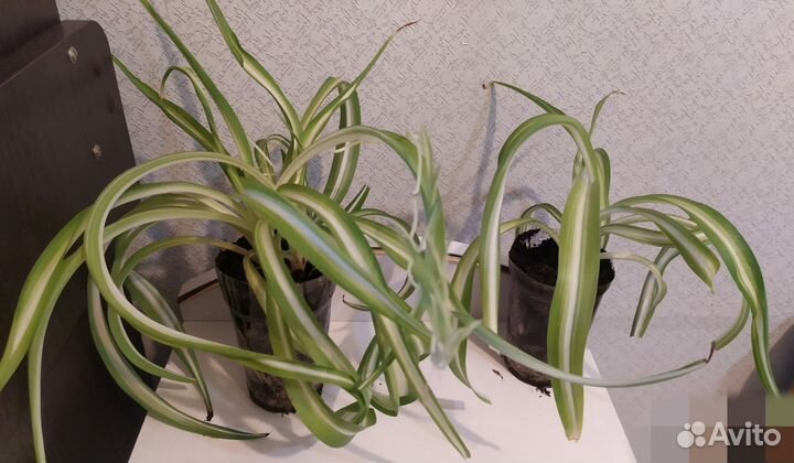 Хлорофитум кудрявый