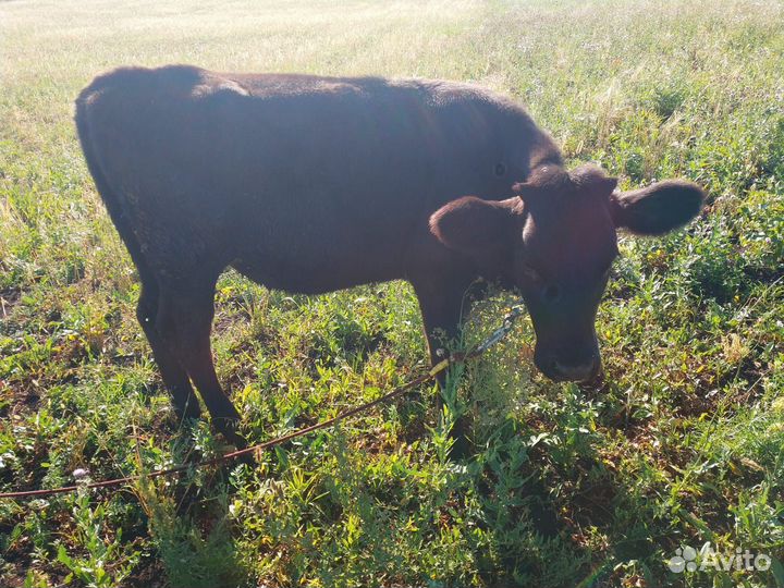 Телята(тёлочки)