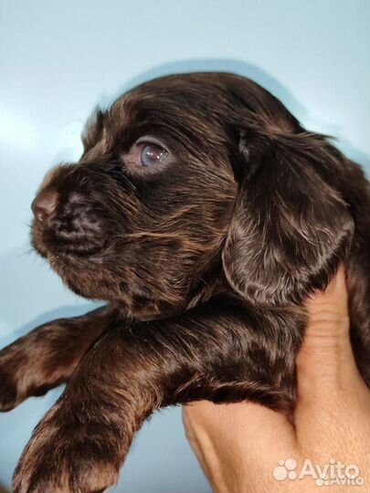 Собаки щенки кокер-спаниель английский