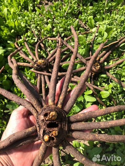 Эремрус (лисий хвост)