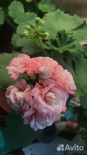 Пеларгонии сортовые