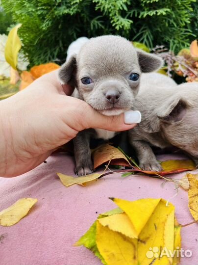 Чихуахуа мини