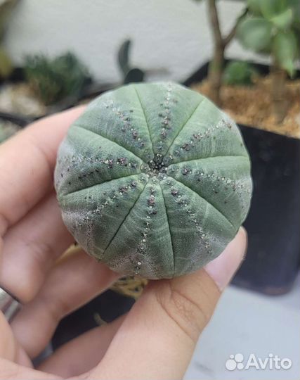 Суккуленты: хавортии, адромискус, эуфорбия