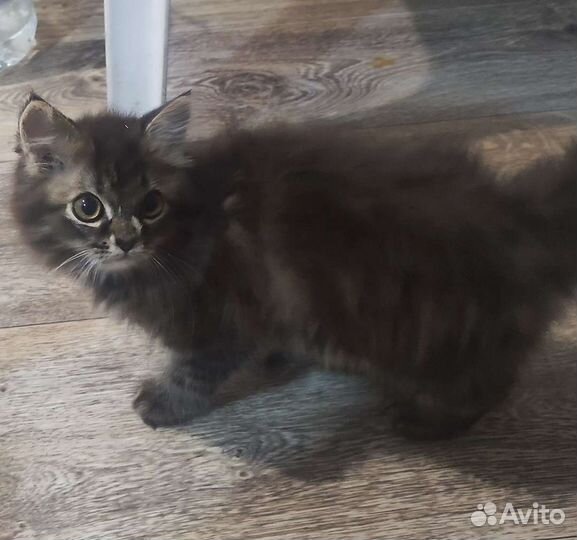 Кошка в дар бесплатно