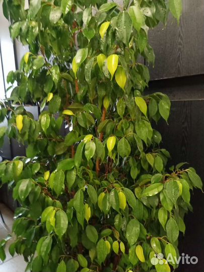 Фикусы сортовые