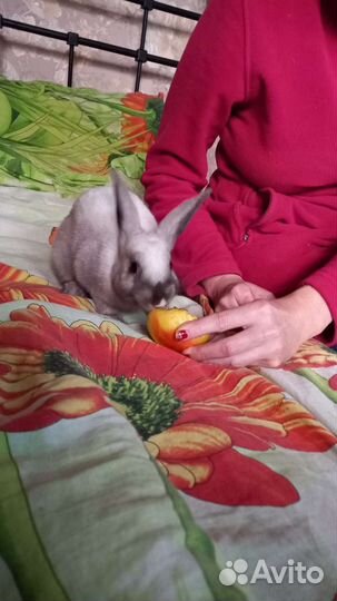 Передержка домашних животных (кмр)