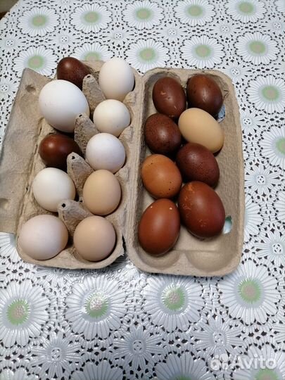 Яйцо Марана, Амераукана