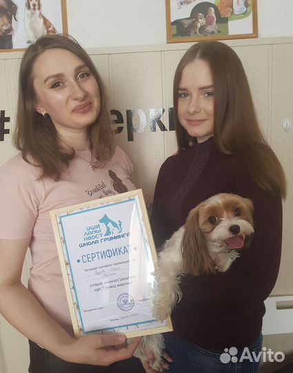 Курсы по стрижке животных