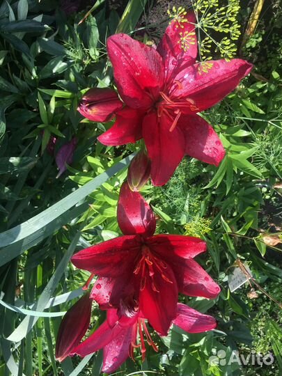 Луковицы лилий набором