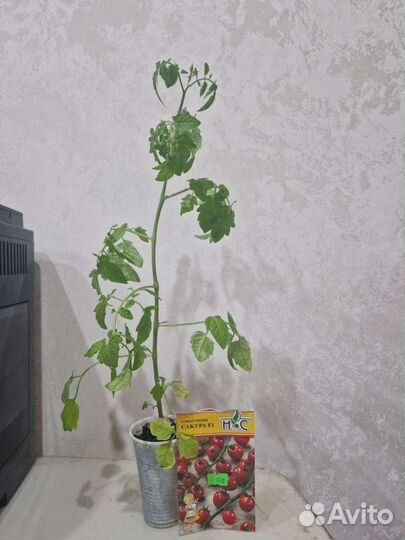 Рассада помидор