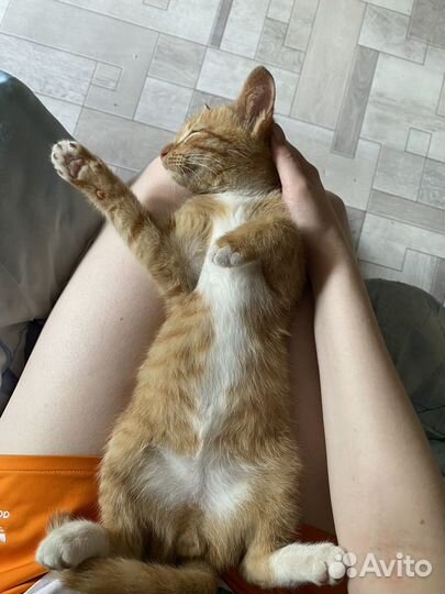 Рыжий котенок