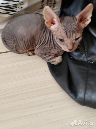 Продаются сфинксики