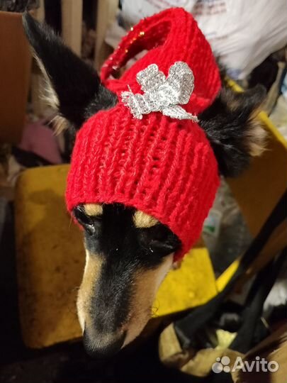 Новогодняя шапочка для маленькой собачки