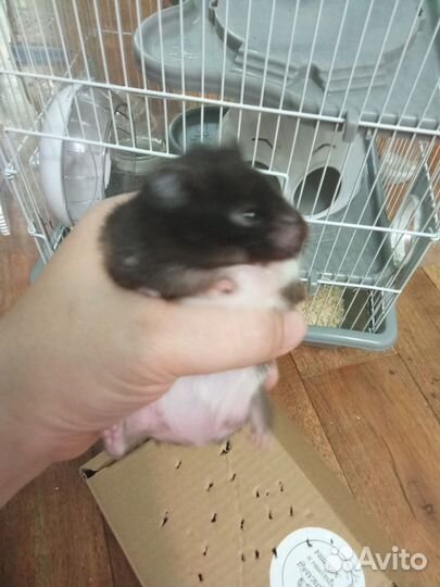 Хомяки с клеткой