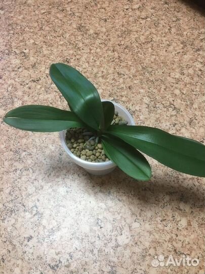 Орхидея фаленопсис