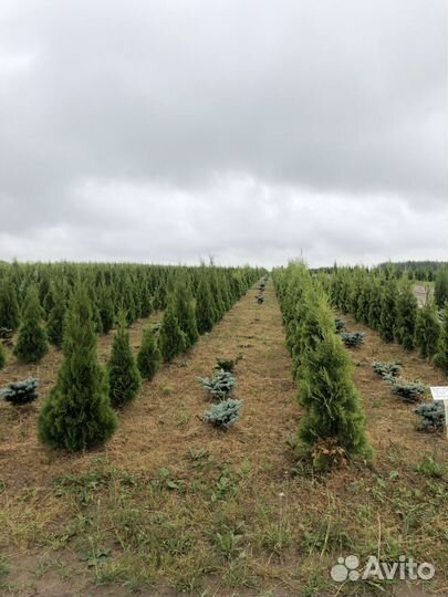 Туя сортовая Смарагд, Брабант,Колумна