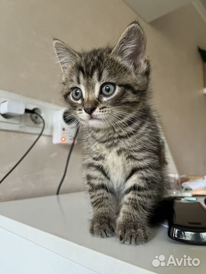 Котята