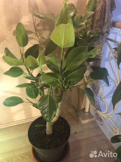 Комнатные цветы