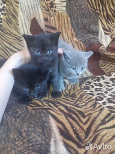 Милейшие котята