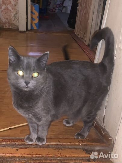 Кошка в дар стерилизована