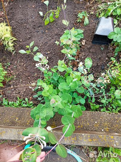 Жимолость каприфоль