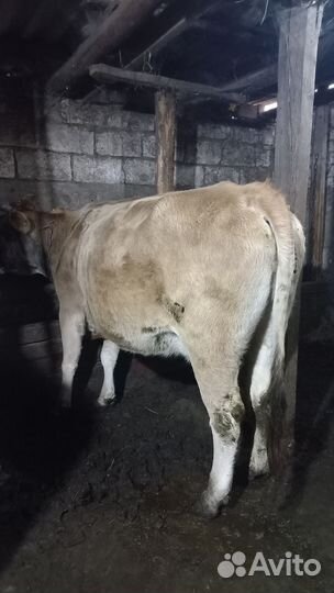 Корова на мясо