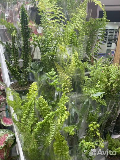 Комнатные и уличные растения на выставке-продаже