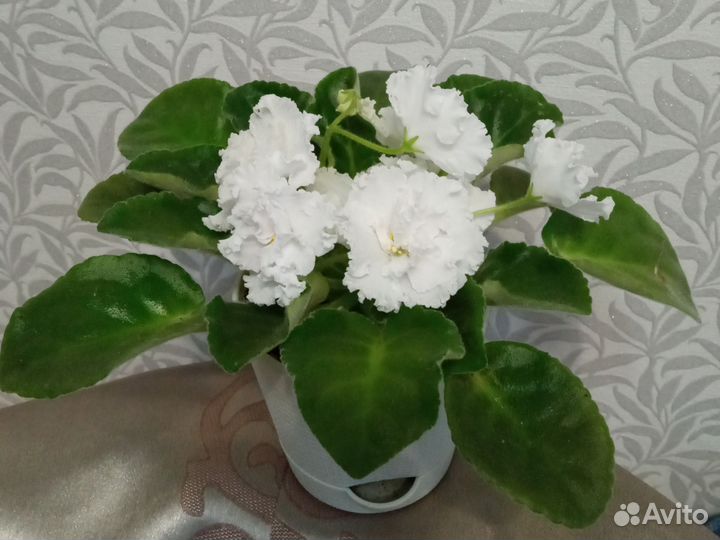 Фиалка Свадебный Букет