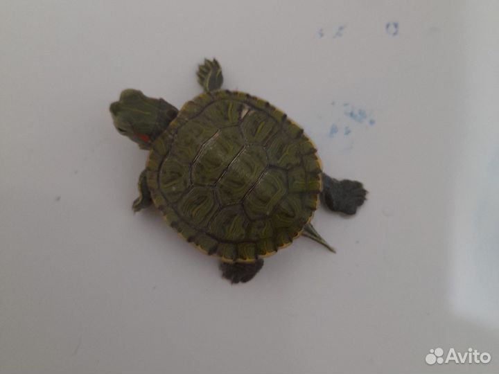 Красноухая черепаха