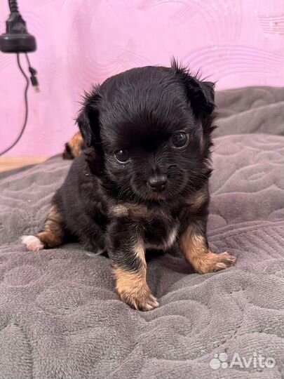 Щенки чихуахуа