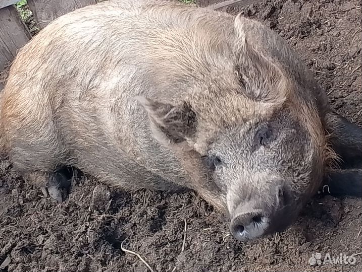 Поросята кармалы