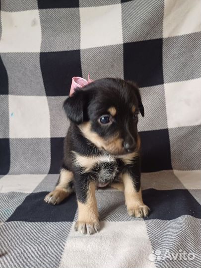 Щенки щенок