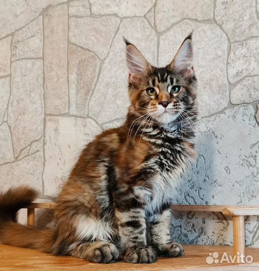 Котенок мейн-кун