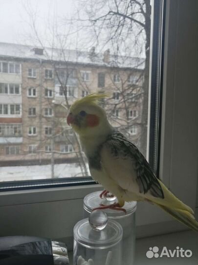Попугай корелла ручной