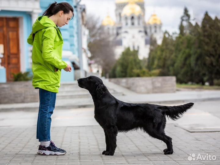 Щенки из питомника